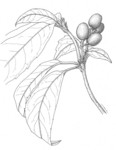 AIL.jpg