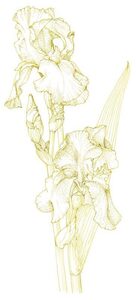 250503_ja-manairisu.jpg