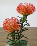DSC02990.JPG
