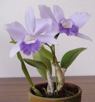 DSC03117.JPG