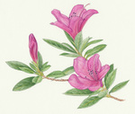 qhccWʐF.jpg