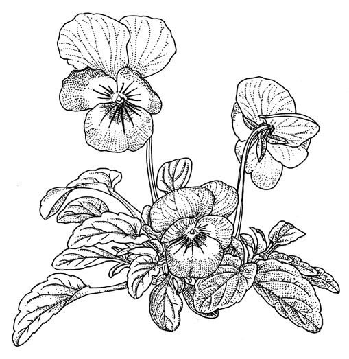 驚くばかりペン画 花 最高の花の画像