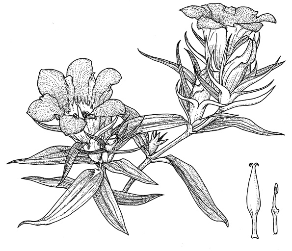 リンドウペン画 西本眞理子 花の絵日記