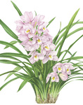 cinbidiumS.jpg